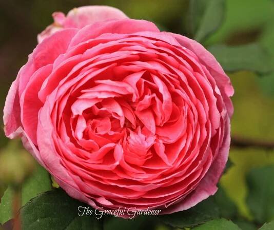 June 2014 – The Graceful Gardener