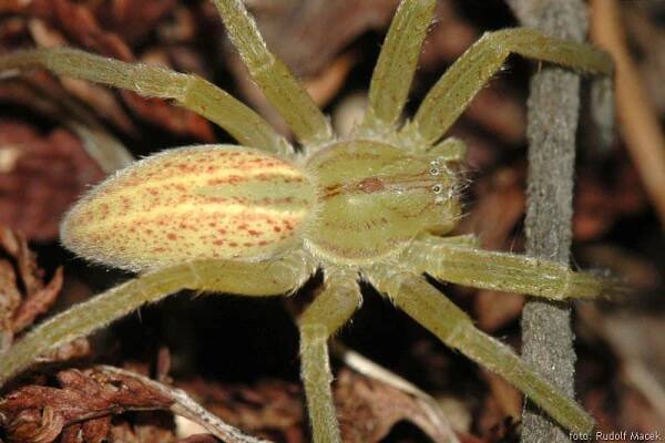 Česká arachnologická společnost - Micrommata virescens (Clerck, 1757) [maloočka smaragdová] → Čeleď: Sparassidae → Rod