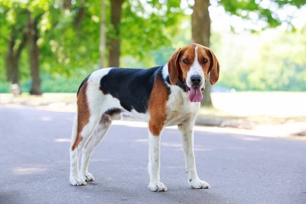 Beagle Harrier - Hafíci.cz