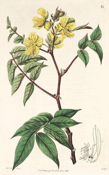 Angiosperm families - links to images 