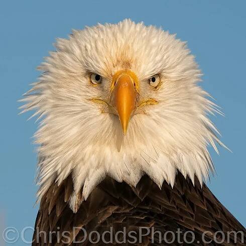 Bald Eagle Workshop Photo Tour with Christopher Dodds — Christopher Dodds Photography
