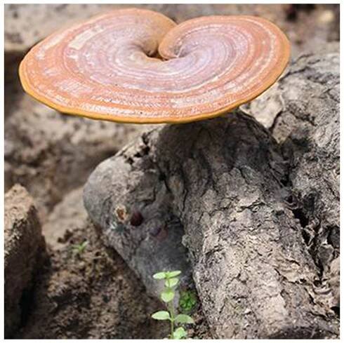 Ganoderma, Duanwood Red Reishi, 100% spórový prášek