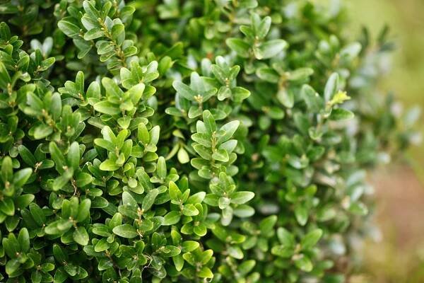 How to Grow and Care for Boxwood Shrubs