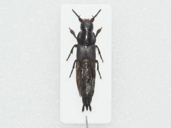 Drabčík sršní (Velleius dilatatus), pěkný samec, ČR - Sběratelství