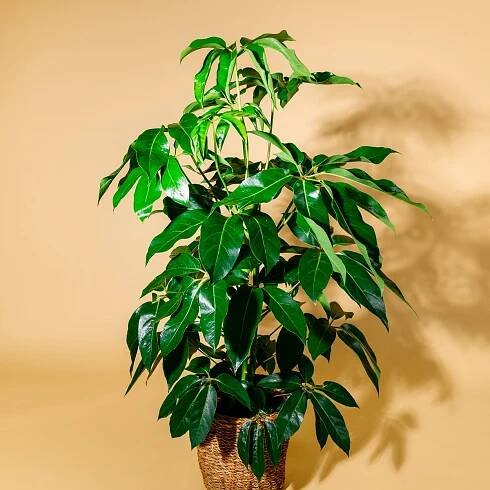 Schefflera 'Amate' XXL-Größe