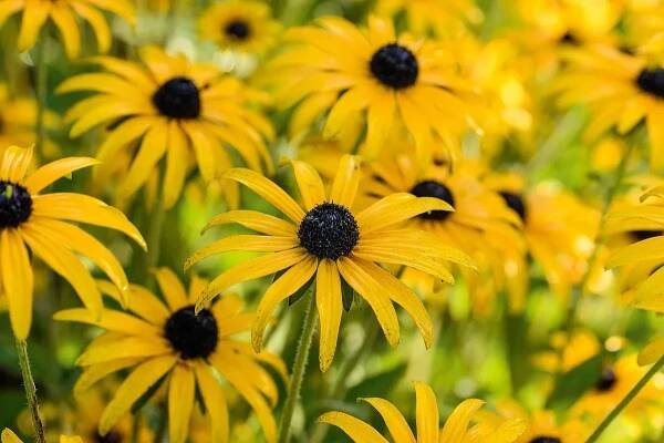 Tillingham Winery's late summer garden | Gardens Illustrated