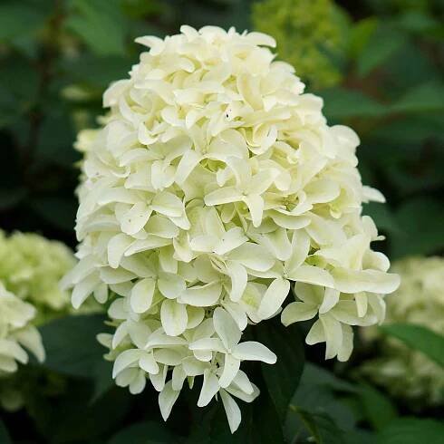 Hortenzie latnatá 'Skyfall'
