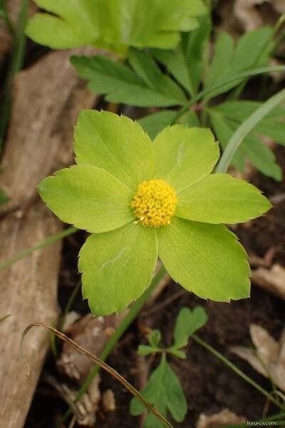 Hvězdnatec zubatý (Hacquetia epipactis)