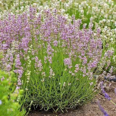 Levandule Úzkolistá Růžová Přezimující Dlouholeté Sazenice V Květináči P12 0.7L