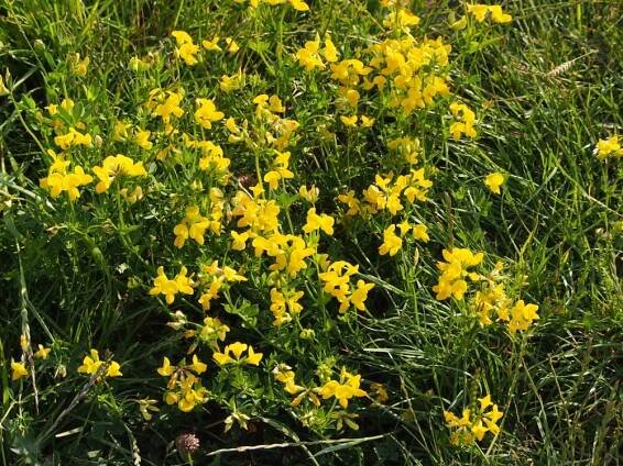bobovité- FABACEAE – 4. stránka – PlantaNaturalis.com