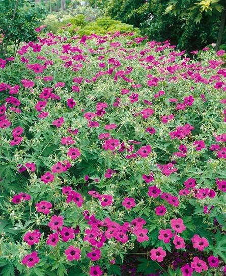 Geranium psilostemon 'Patricia' , Kakost, K9