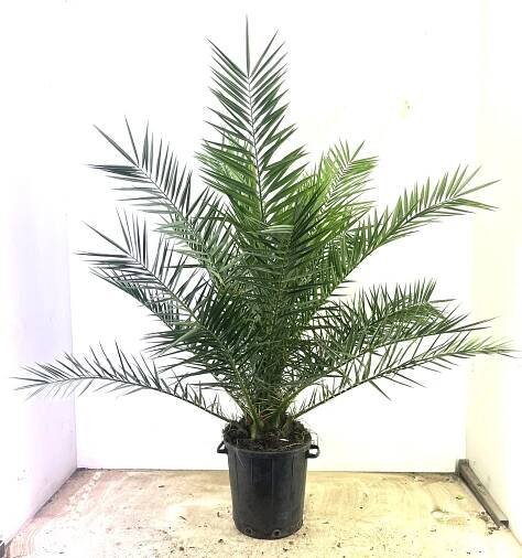 Phoenix canariensis, Other