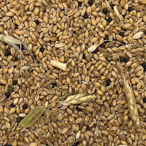 Specialisté v čištění a třídění sypkých zemědělských komodit - SeedClean