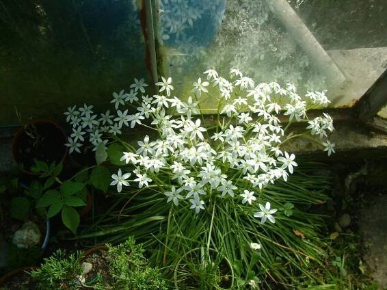 Ornithogalum (Snědek) - eshop, prodej, semena, rostliny, pěstování, fotografie, množení, popis, atd. -> www.rostliny.net
