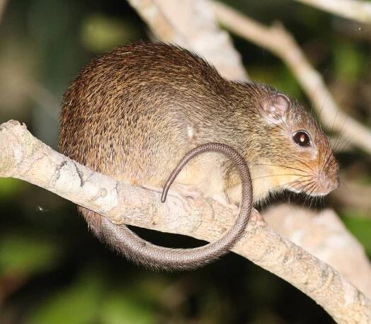 Brazilian spiny tree-rat
