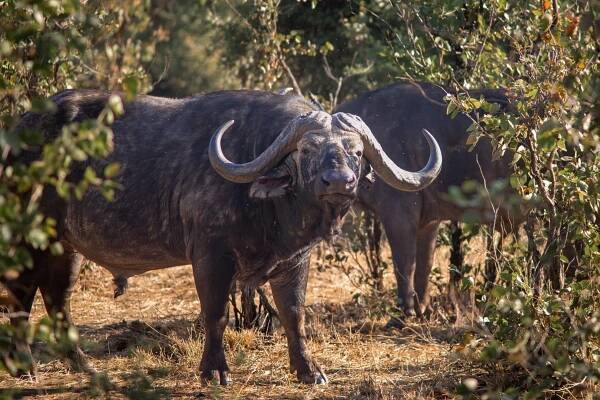 Buffaloes seen on the S50 Kanniedood Loop near Shingwedzi, Kruger