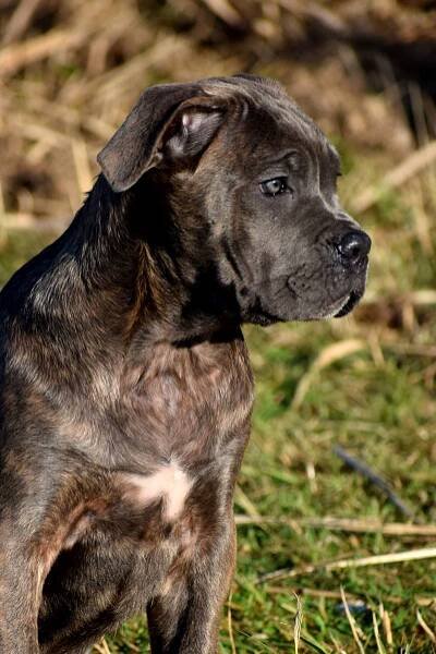 sforza-canecorso – Cane corso kennel