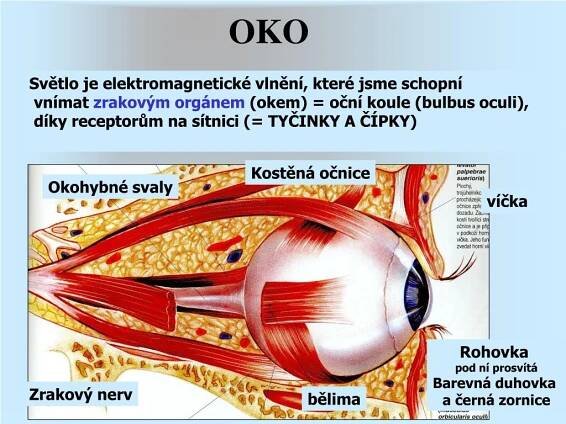 PPT - Smyslové orgány PowerPoint Presentation, free download - ID:3540955