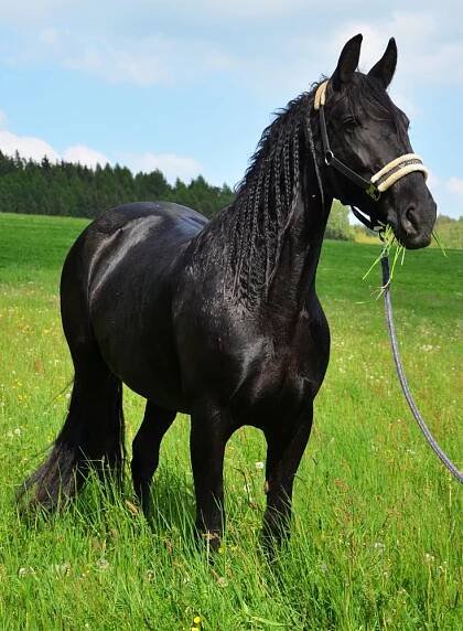 Soutěž Koně a jaro. Hrajte s námi o 5x repelent pro koně Farnam Endure | Jezdci.cz