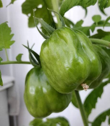 Gardening Photos From Our Garden - June 2022 - Home & Gardening in a Four Season Climate