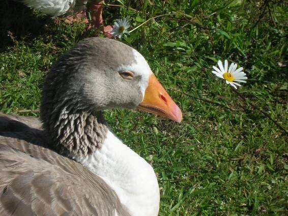 relaxing grey goose