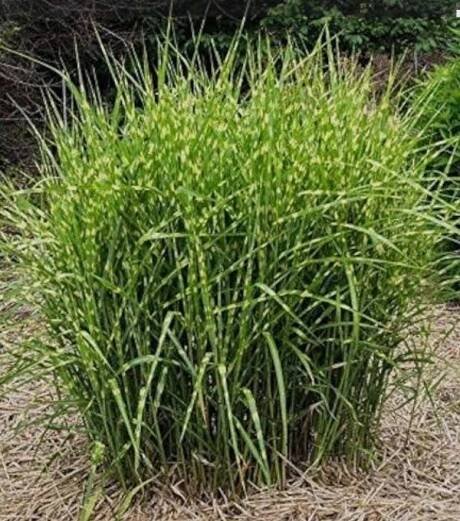 Ozdobnice čínská miscanthus 3 druhy solitérních trav - Jindřichův Hradec