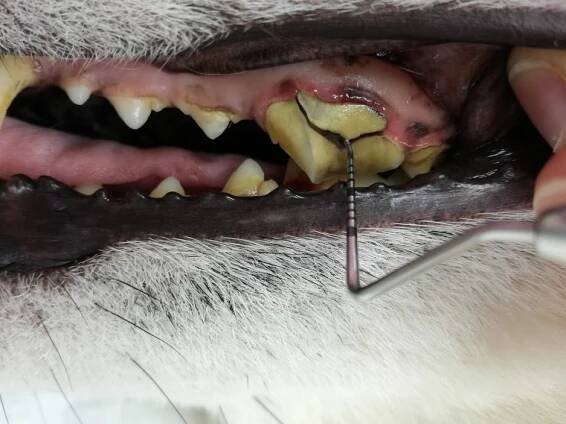 "Hračka, do které pes kouše, by měla pružit, tenisový míček je problém," říká veterinární stomatoložka MVDr. Vladěna Štrosová
