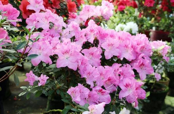 Stáhnout - Květiny Azalea v botanické zahradě. — Stock obrázek