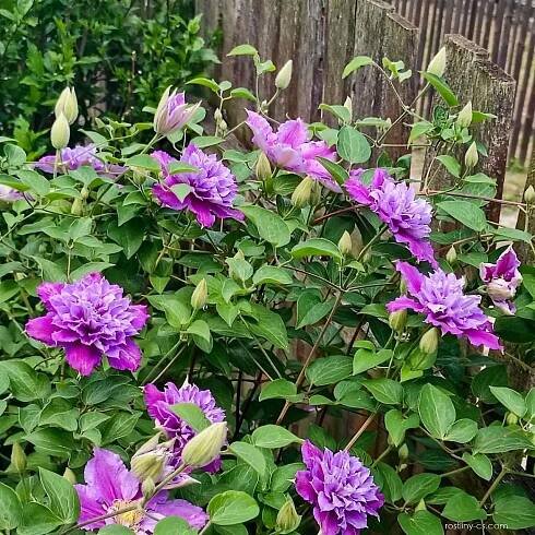 Plamének (Clematis)