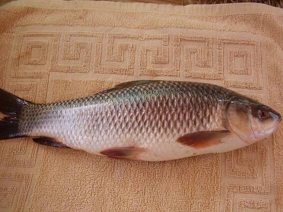 Labeo (Gattung)