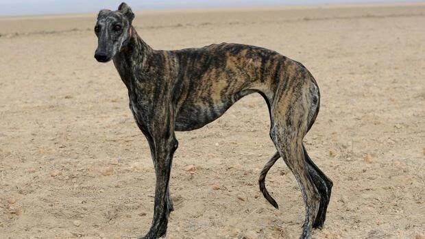 Galgo Español Španělská plemena psů