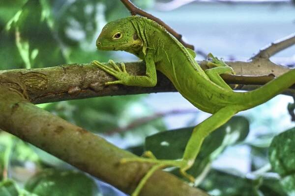 Vzhledově velmi atraktivní. V jihlavské zoo se vylíhla dvojice ohrožených leguánů