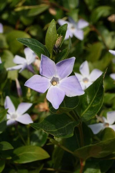 Obrázek - Vinca difformis (barvínek dvoutvarý) | BioLib.cz