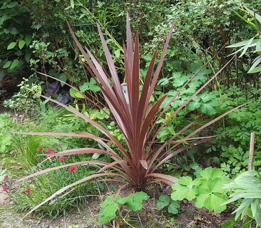 Cordyline australis ‘Red Star’ (Red cabbage palm) - Plant details