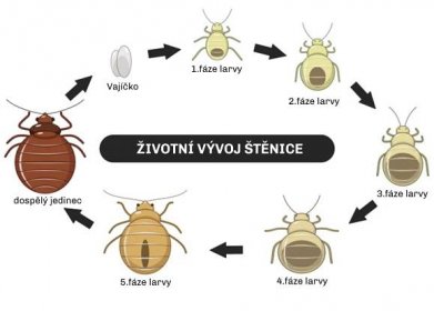 Štěnice během svého života prochází různými vývojovými stádii, pomocí kterých zjistíte, jak poznat štěnici. Obrázek ukazuje vývoj štěnic od vajíčka přes larvu až po dospělce.
