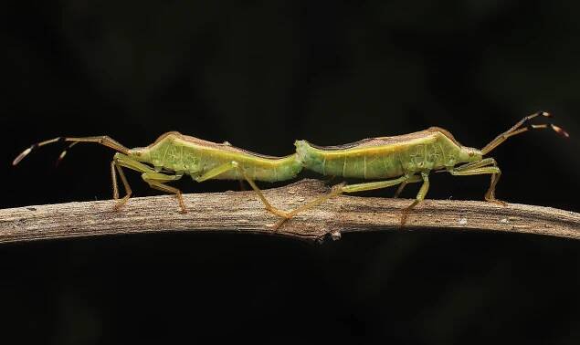 File:Box bug.jpg - Wikimedia Commons