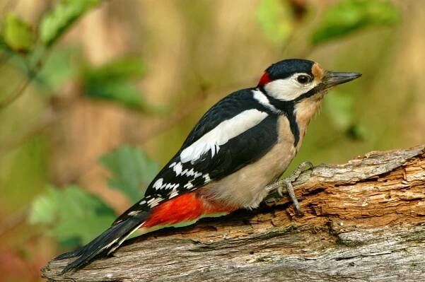 Picidae (datlovití) | BioLib.cz