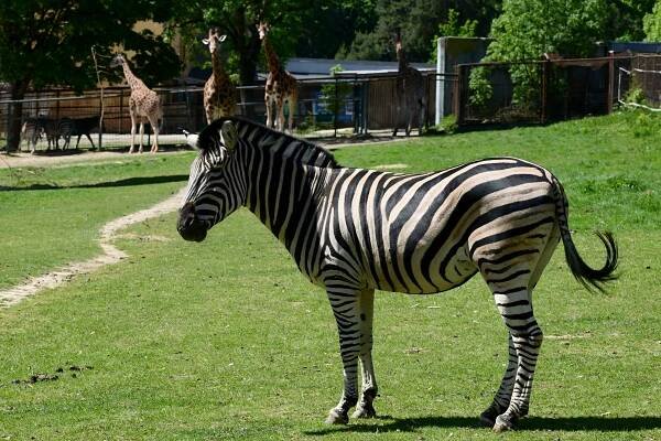 Index of /tiskove-zpravy-2024/TZ-30-2024-05-14-ZEBRA