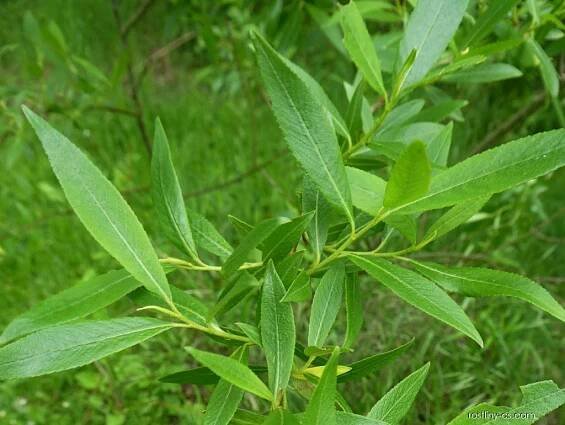 Atlas: salix triandra 1