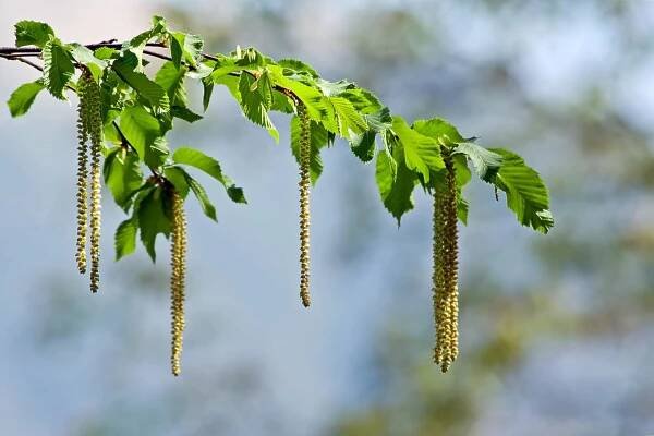 Carpinus - Habr