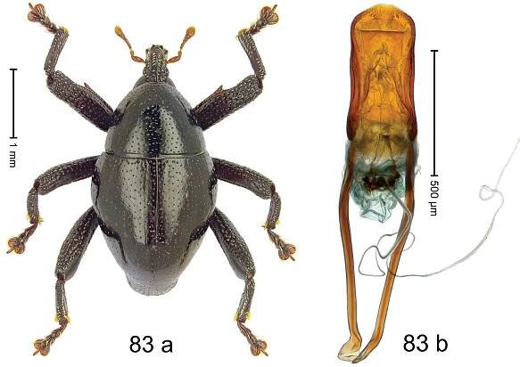 One hundred and three new species of Trigonopterus weevils from Sulawesi