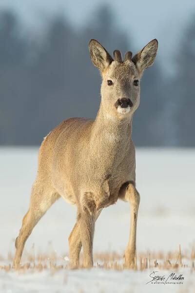 Sudokopytníci jelenovití | Štěpán Mikulka | Wildlife fotograf