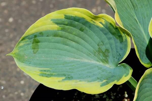 Leaf of a Frances Williams Hosta Plant