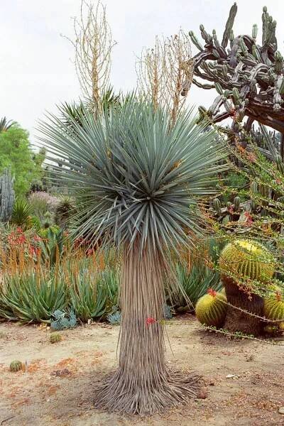 Semena juky Yucca rigida Jukka tuhá Exotické rostliny do zahrady juka za 14.00CZK - Allegro