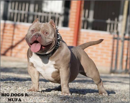 MUFA – American-Bully.ro – Bully Romania big dogs caini