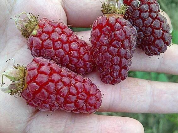 Popis odrůdy Loganberry, její výsadba a péče, klady a zápory