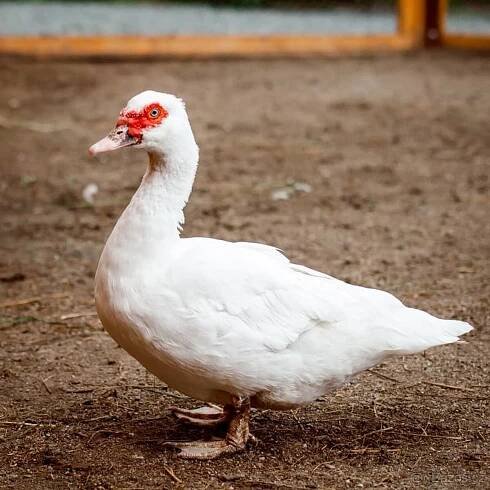 Pižmová kachna plemena s fotkami a popisy, domácí farma