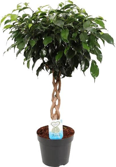 Ficus