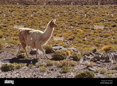 Domesticated llama, Atacama Desert, Norte Grande, Chile Stock Photo