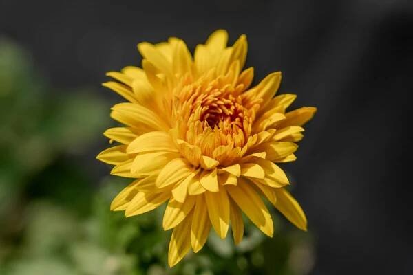 Základová fotografie na téma botanický, bylinný, chryzantéma, detail, detail okvětního lístku, flóra, fotografie, gerbera